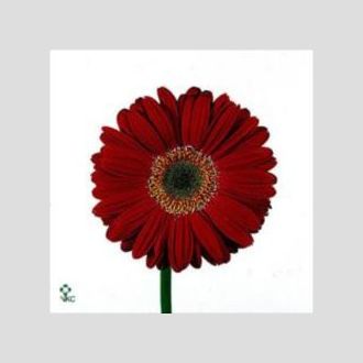 гербера бордовая