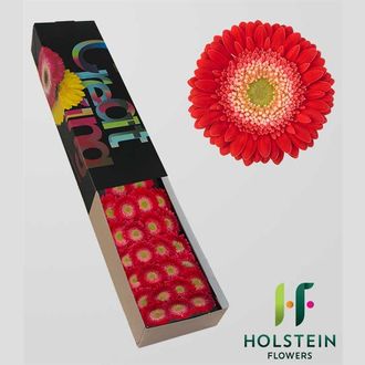 гермини Charlotte