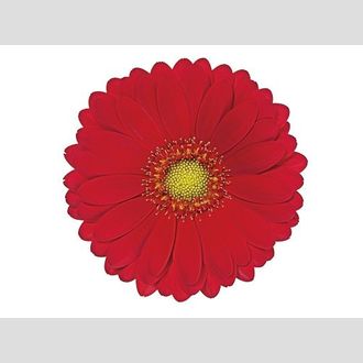 гермини Choiz