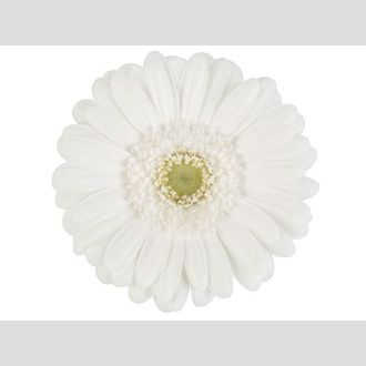 гермини Crystal Kimsey