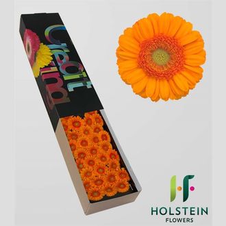 гермини Ilona