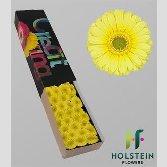 гермини Lemon Ice