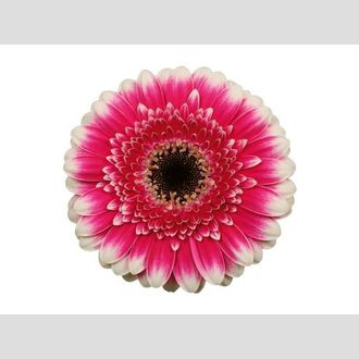 гермини Lucia