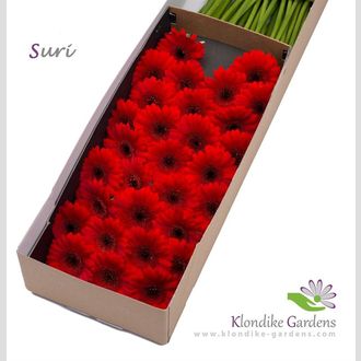 гермини Masserati