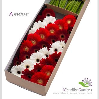 гермини MIX Diagonaal Red Dream