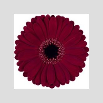 гермини On Water Bordeaux