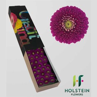 гермини Pomponi Japio