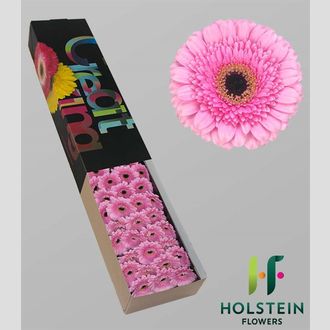 гермини Sweetness