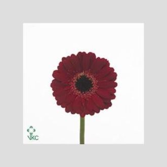 гермини бордовый