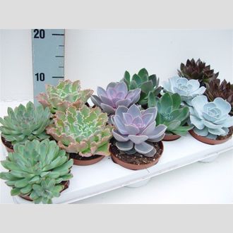 эхиверия микс