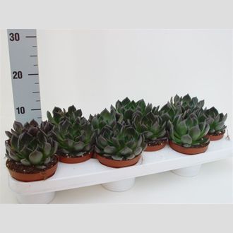 эхиверия фиолетовая