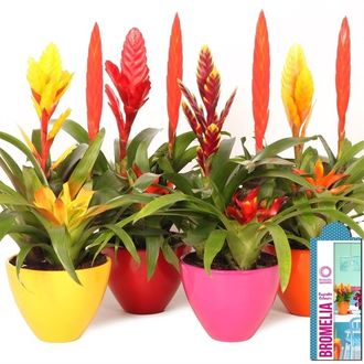 вриезия микс+керамика (2)