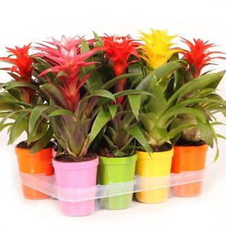 гузмания микс+керамика