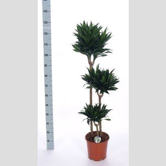 драцена компакта