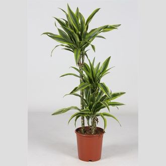 драцена лемон сюрприз