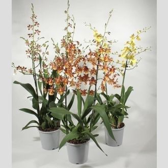 камбрия каскад