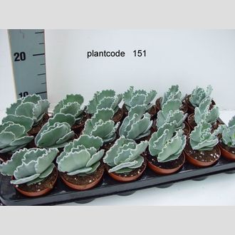 котиледдон