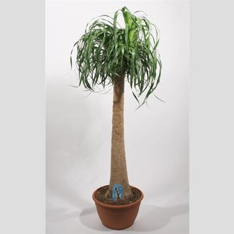 нолина 135 см