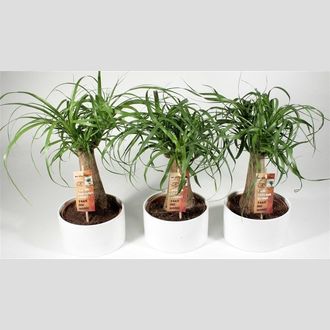 нолина луковичная