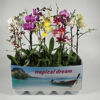 орхидея микс