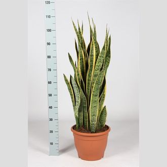 сансиверия лауренти