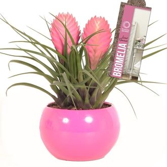 тиландсия композиция