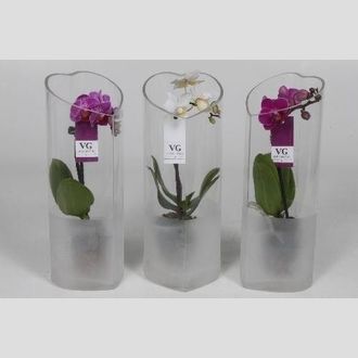 фаленопсис +стекло