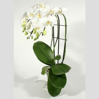 фаленопсис водопад