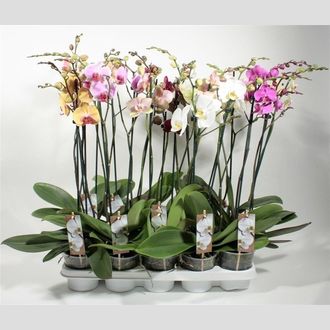 фаленопсис микс