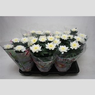 хризантема анастасия