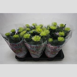 хризантема шамрок