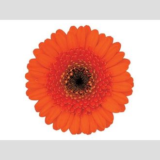 гермини на воде Harley