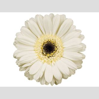 гермини на воде Husky