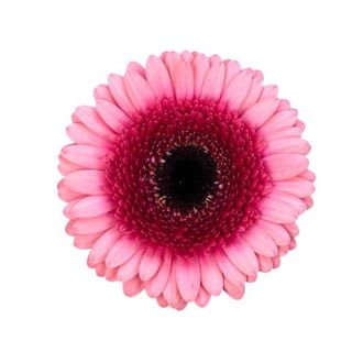 гермини на воде Isabelle