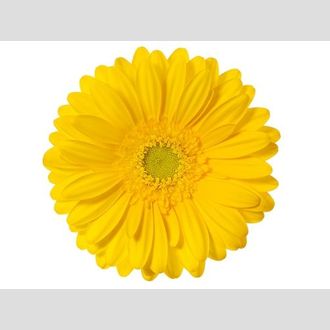 гермини на воде Okibana