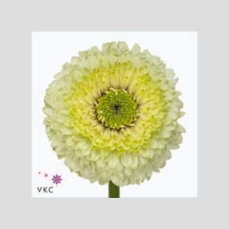 гермини на воде Pomponi Kermi