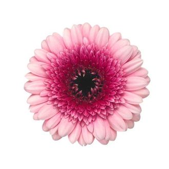 гермини на воде Purple wonder