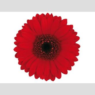 гермини на воде Suri