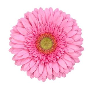 гербера на воде Ballroom