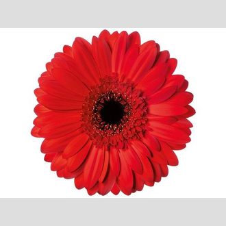 гербера на воде Kaiser