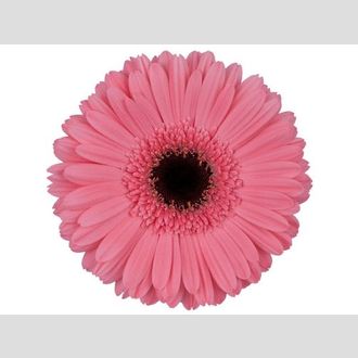 гербера на воде Pre-Interezz