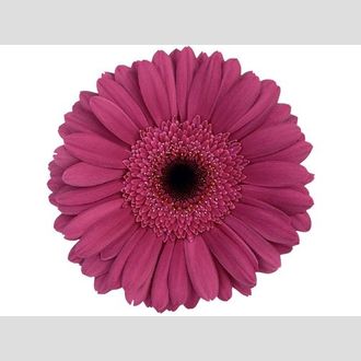 гербера на воде Blue Eye