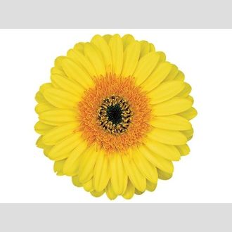 гербера на воде Cabana