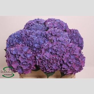 гортензия Rodeo Purple