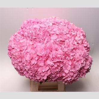 гортензия Fabulous Pink Lagune