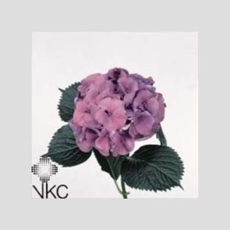 гортензия фиолетовая