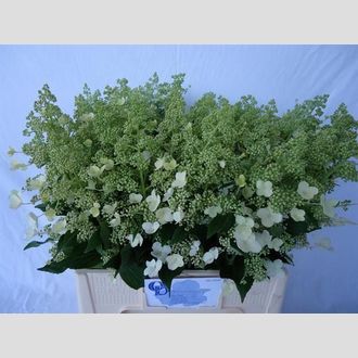 гортензия Kyushu