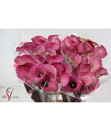 калла Captain Romance