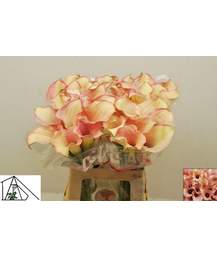 калла Captain Rosette