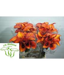 калла Captain Safari